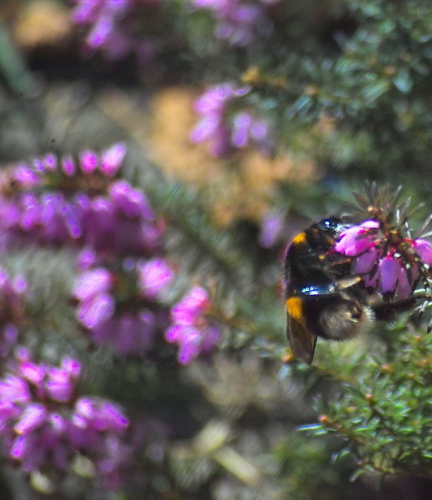 Sobald die Sonne lacht sind die Insekten wieder da.