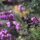 Sobald die Sonne lacht sind die Insekten wieder da.