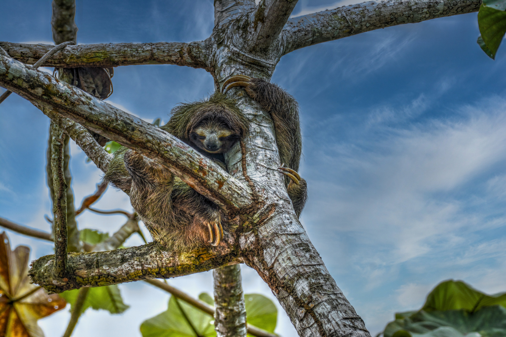 Soberania Nationalpark / Panama