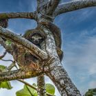 Soberania Nationalpark / Panama