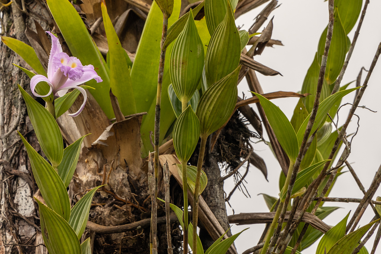 Sobralia