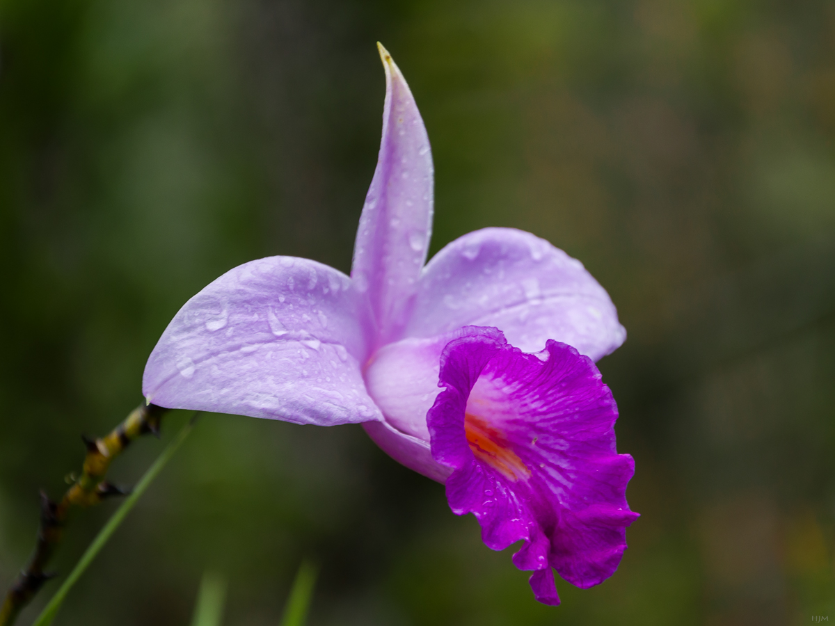 Sobralia decora