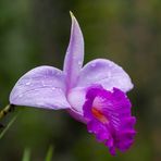 Sobralia decora