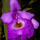 Sobralia macrantha