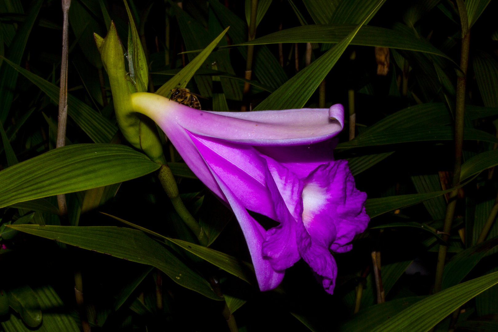 Sobralia macrantha