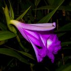 Sobralia macrantha