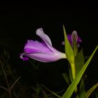 Sobralia macrantha