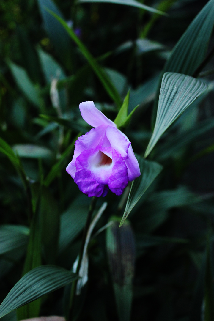 Sobralia macrantha