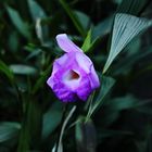 Sobralia macrantha