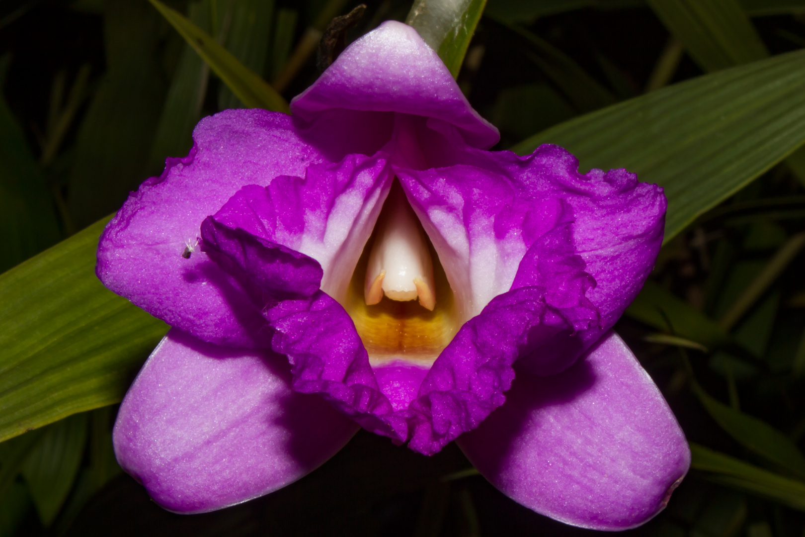 Sobralia macrantha