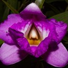 Sobralia macrantha