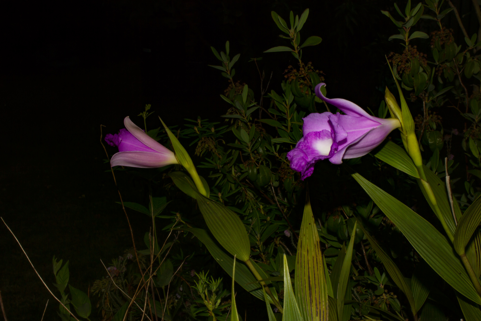 Sobralia macrantha