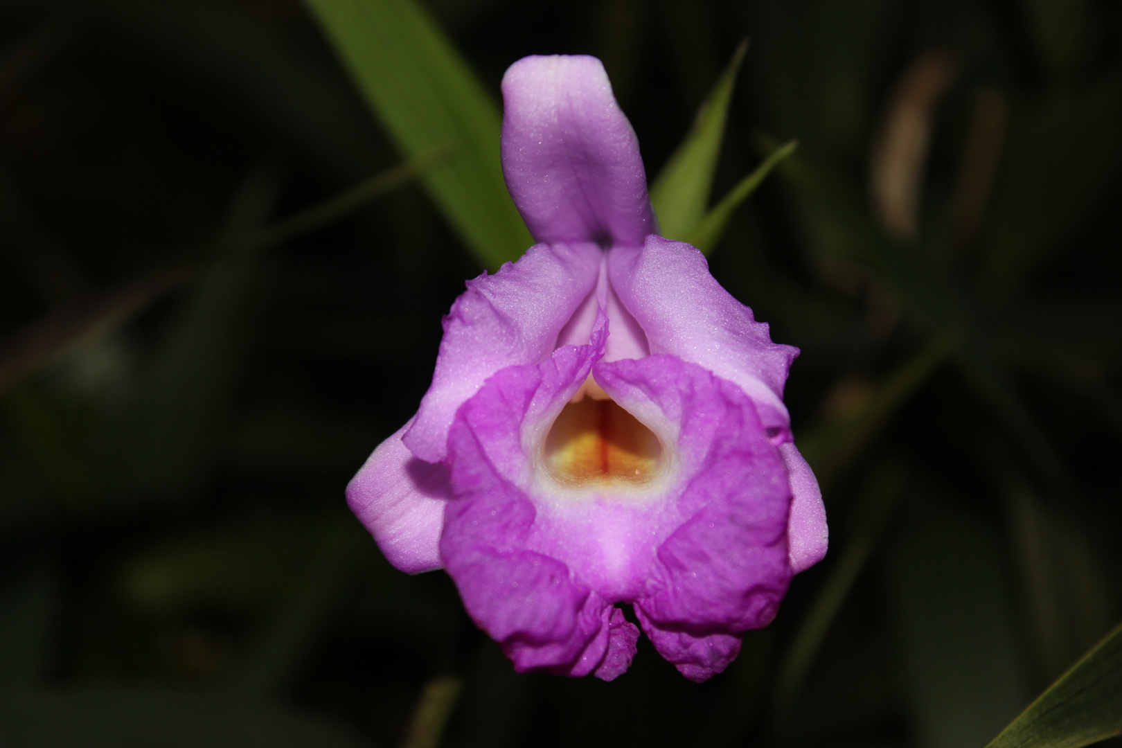 Sobralia macrantha II