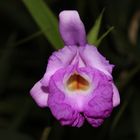 Sobralia macrantha II