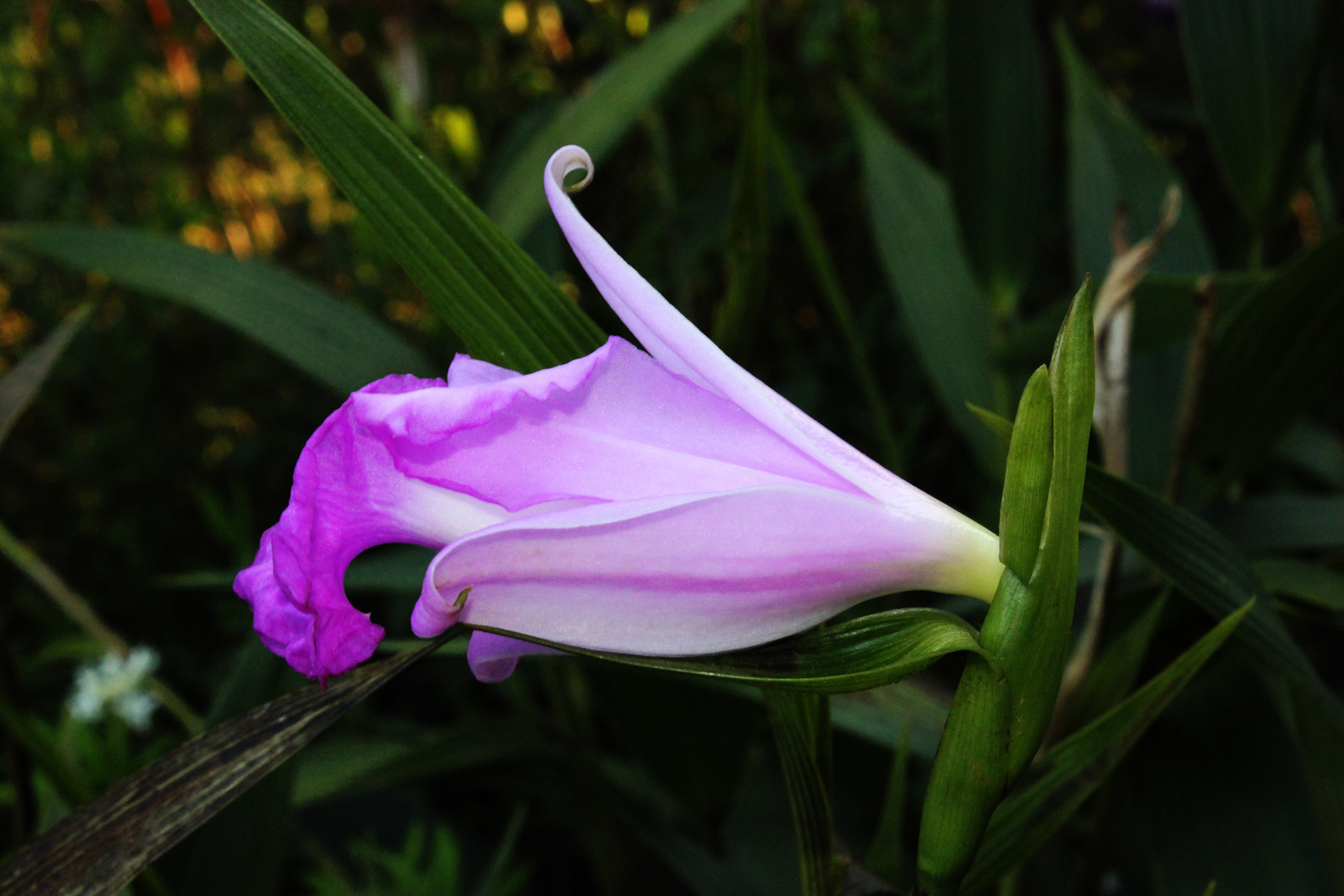 Sobralia macrantha III