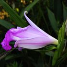 Sobralia macrantha III