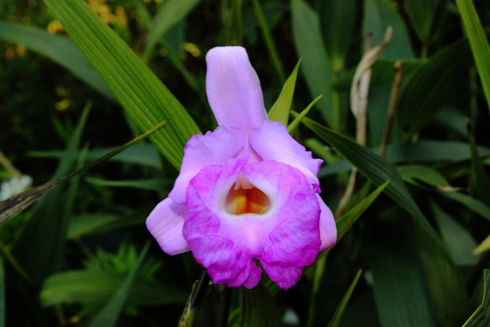 Sobralia macrantha IV