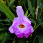 Sobralia macrantha IV