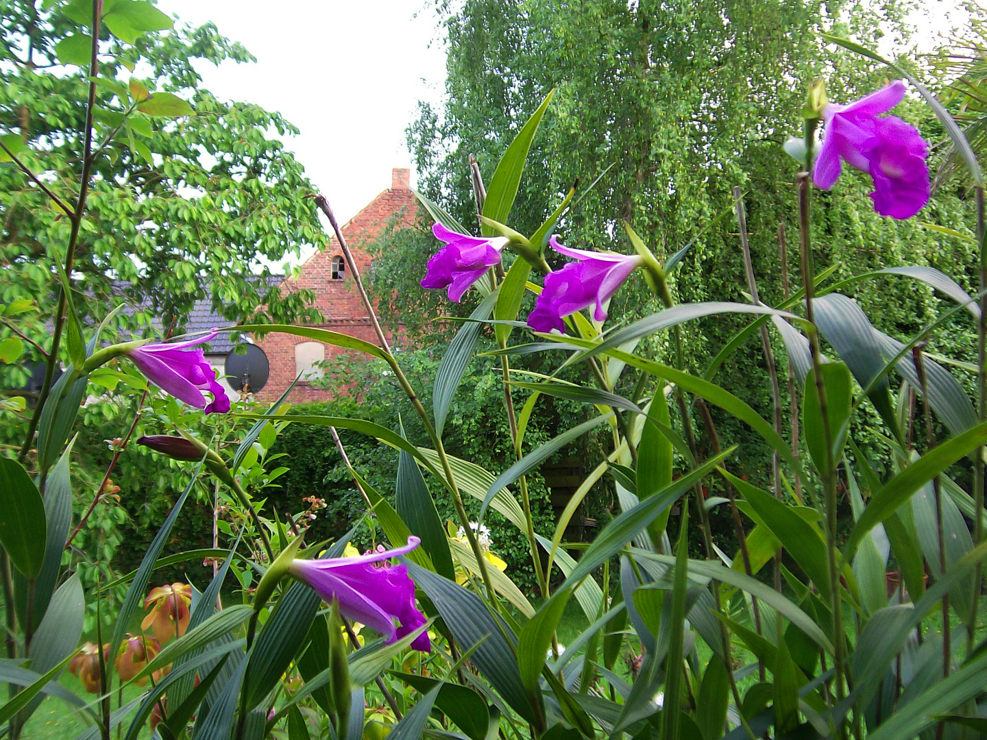 Sobralia macrantha IX