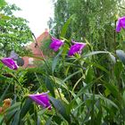 Sobralia macrantha IX