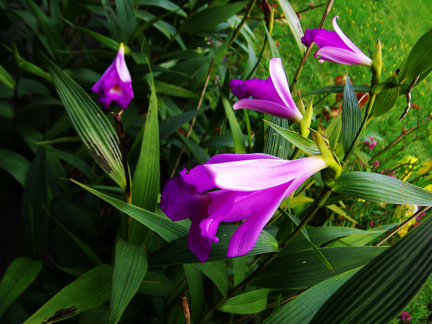 Sobralia macrantha V