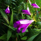 Sobralia macrantha V