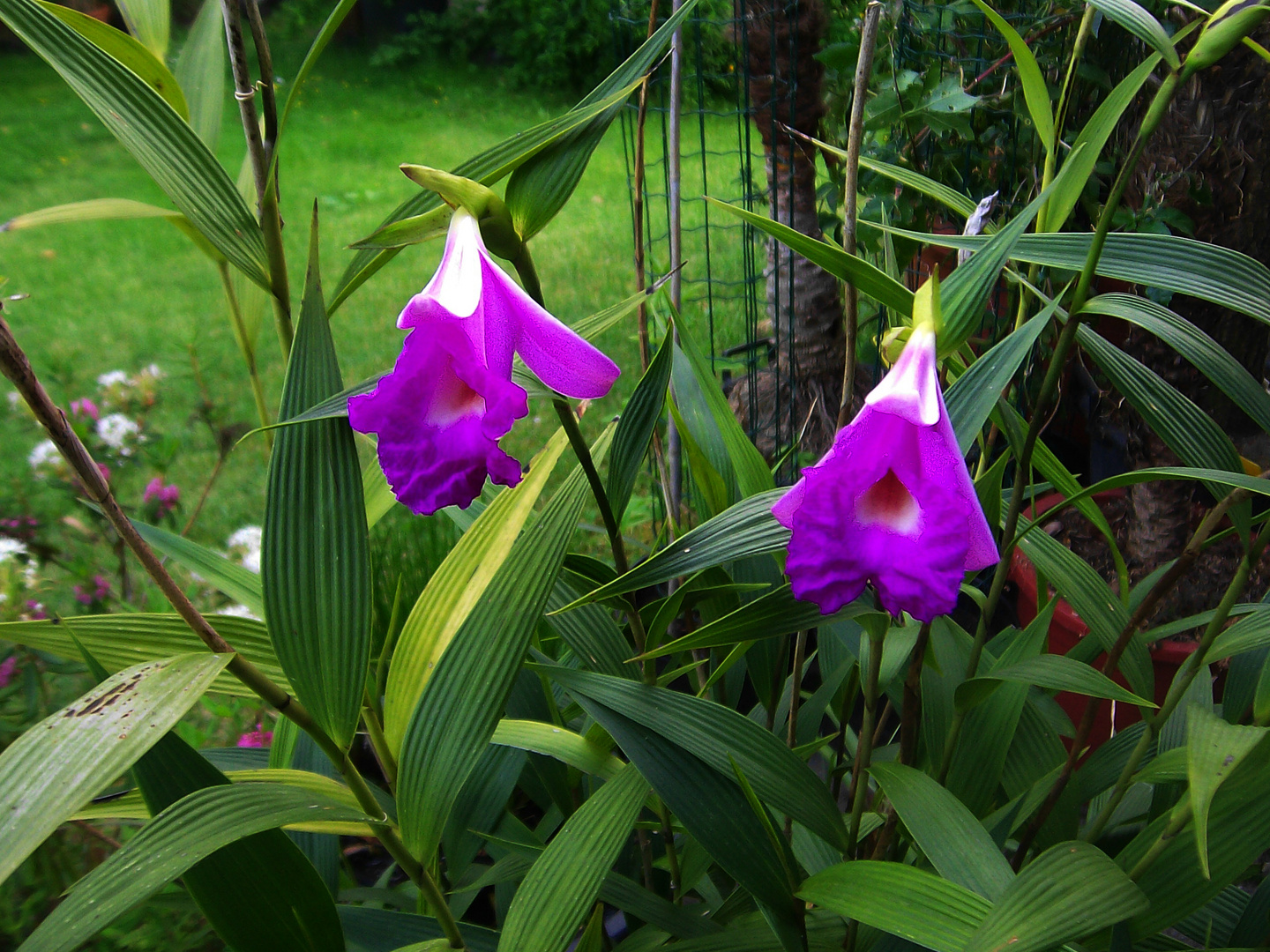 Sobralia macrantha VI