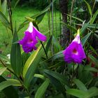 Sobralia macrantha VI