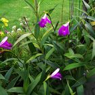 Sobralia macrantha VII