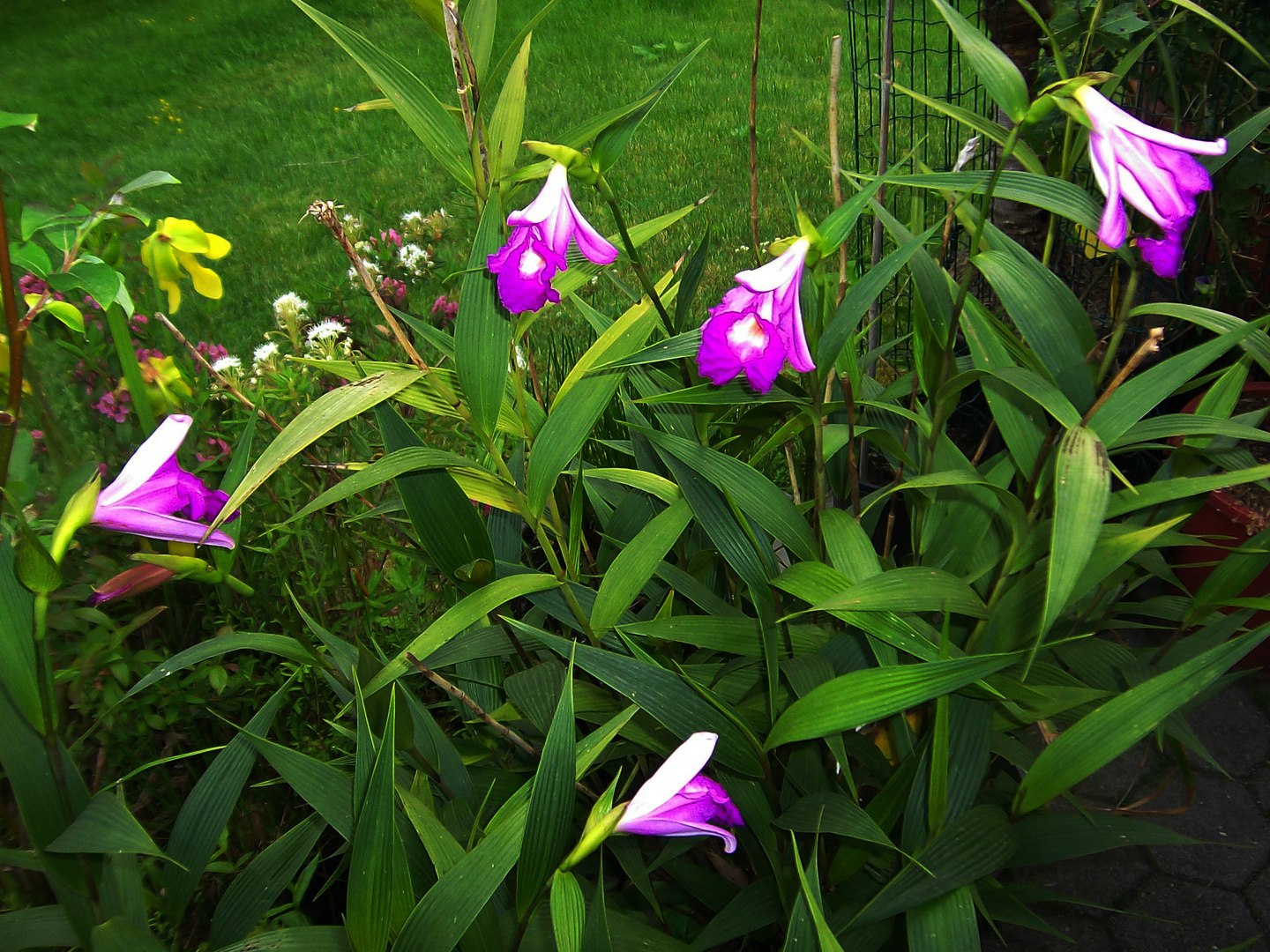 Sobralia macrantha VIII