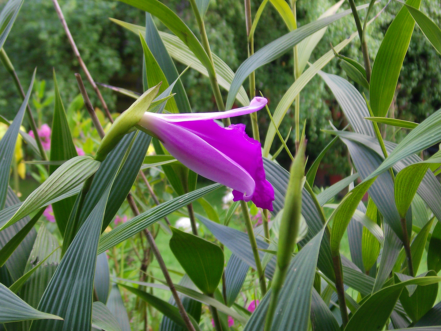 Sobralia macrantha X