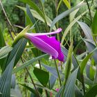 Sobralia macrantha X