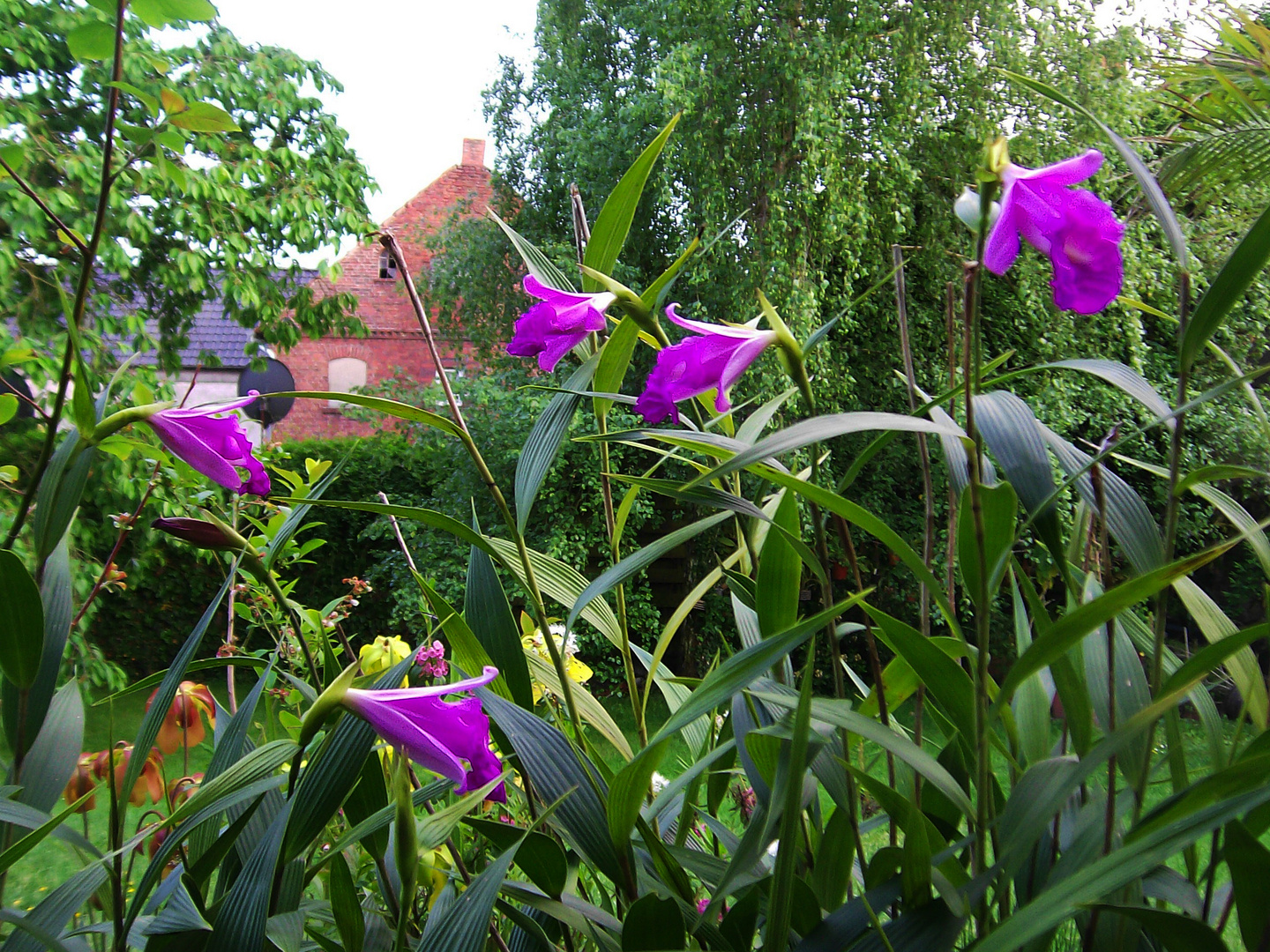 Sobralia macrantha XI