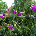 Sobralia macrantha XI