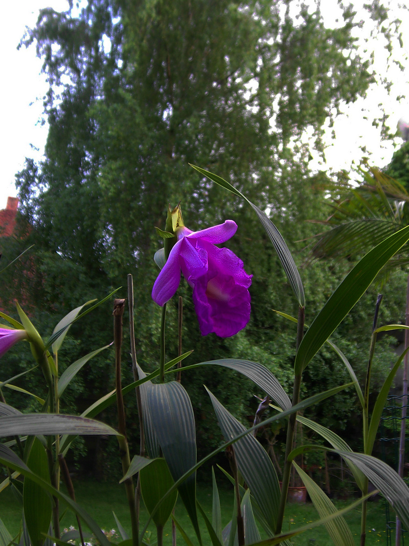 Sobralia macrantha XII