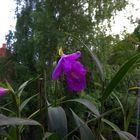 Sobralia macrantha XII