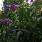 Sobralia macrantha XIII