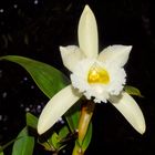 sobralia macrophylla