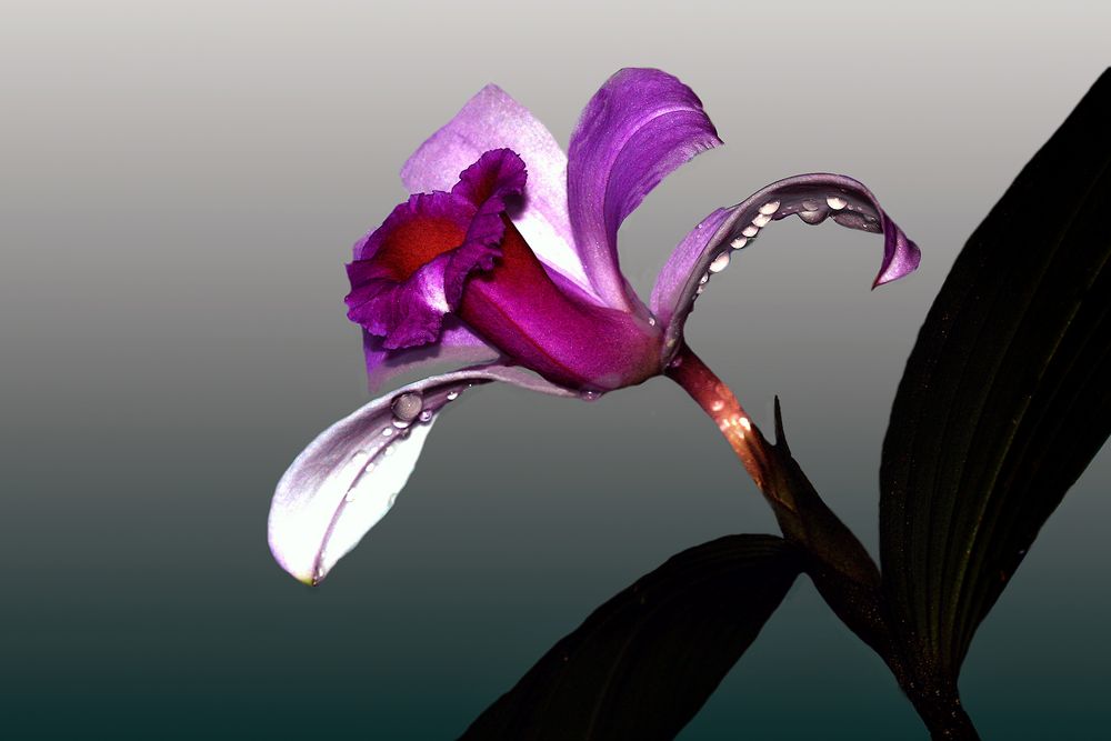Sobralia Orchidee