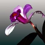 Sobralia Orchidee