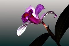 Sobralia Orchidee