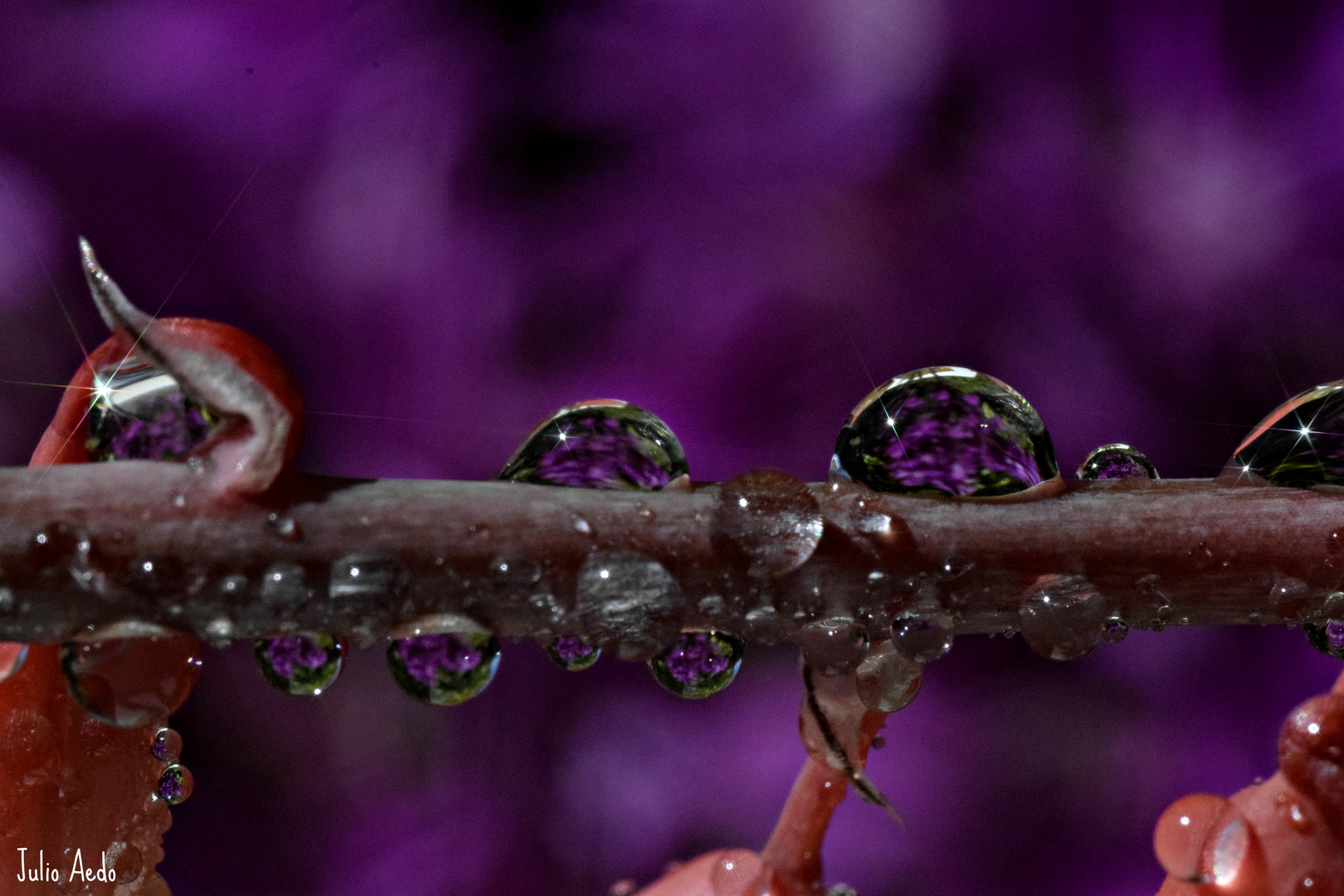 ." Sobre fondo morado."