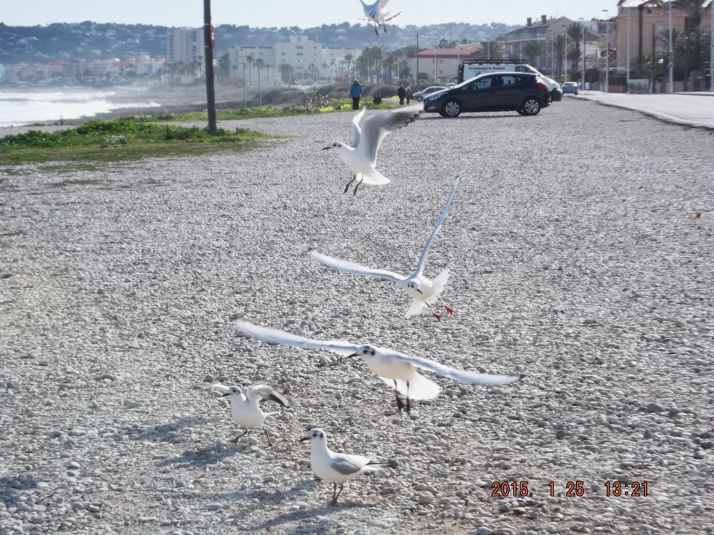 SOBRE GAVIOTAS IBERICAS | Javea