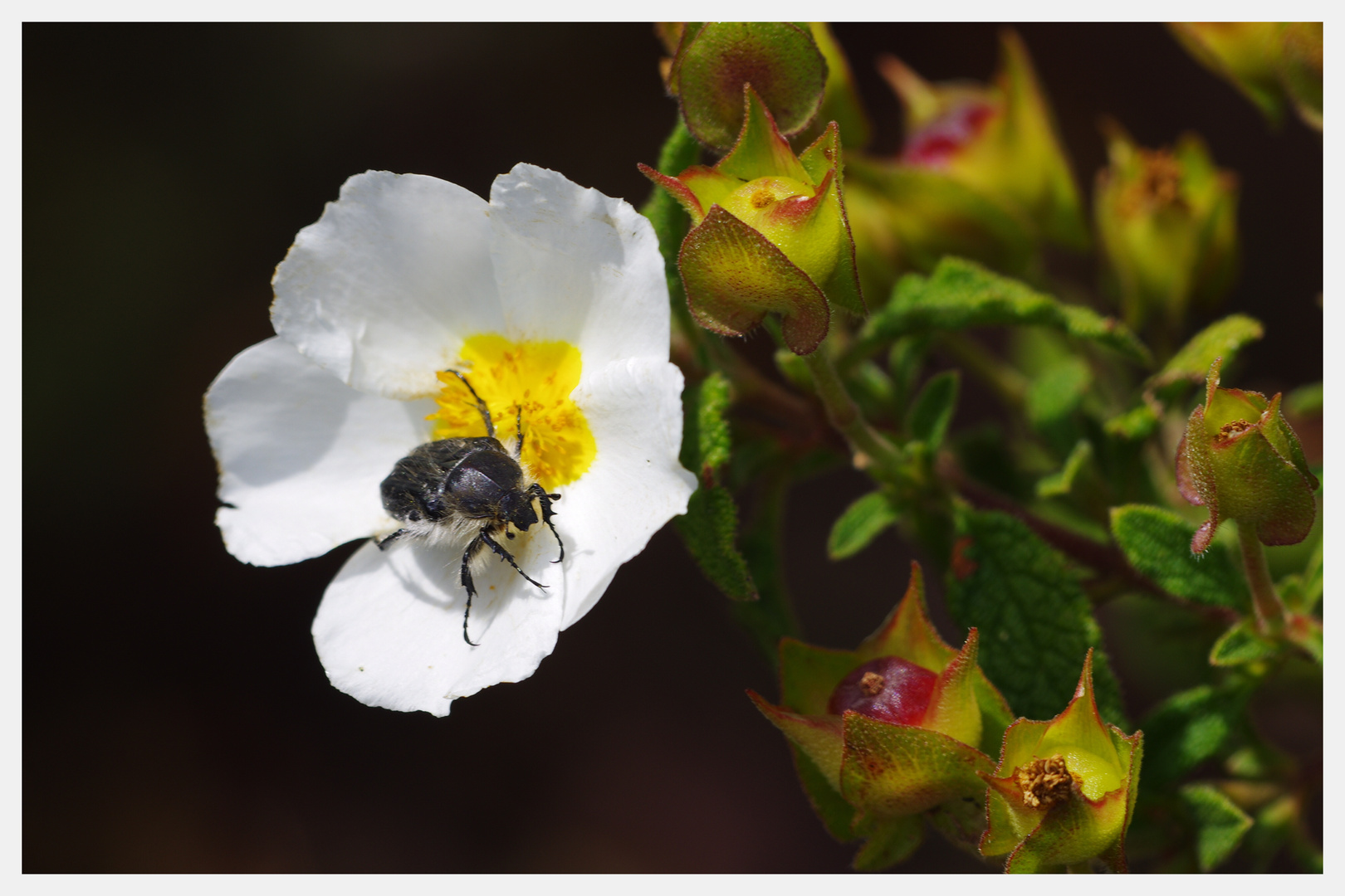 Sobre la blanca Flor