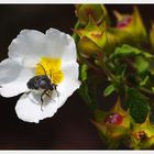 Sobre la blanca Flor