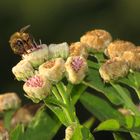 Sobre la flor