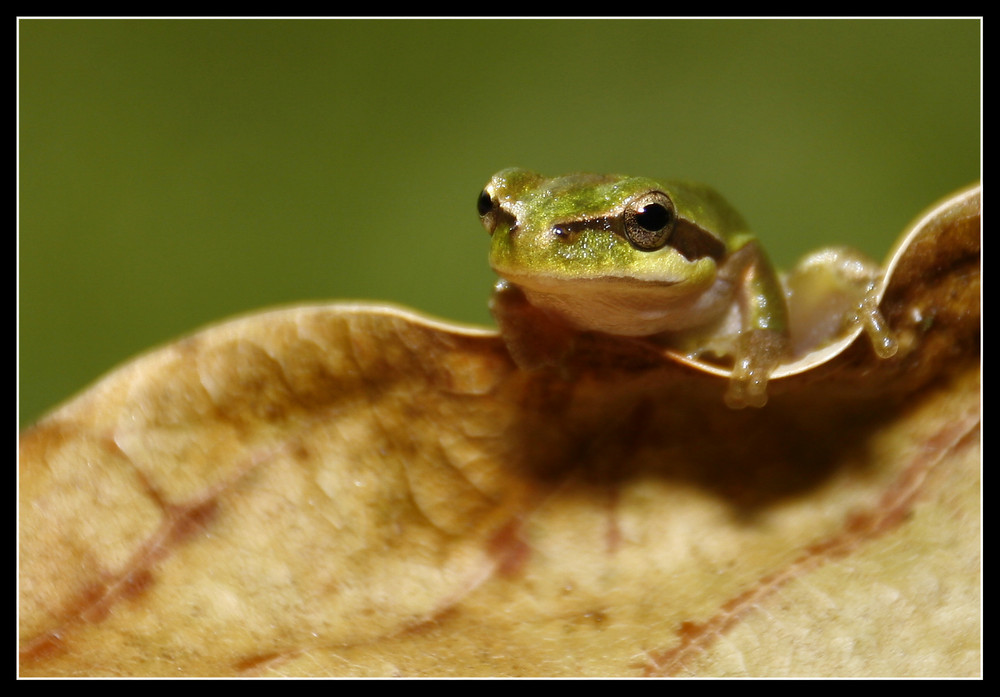 Sobre la ola