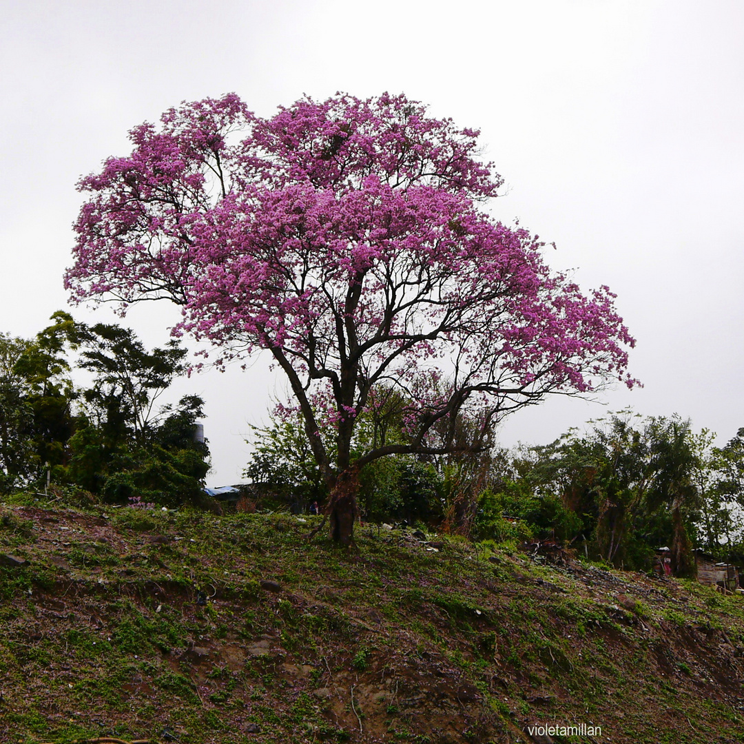 SOBRE LAS BARRANCAS DEL RIO PARANA,MISIONES