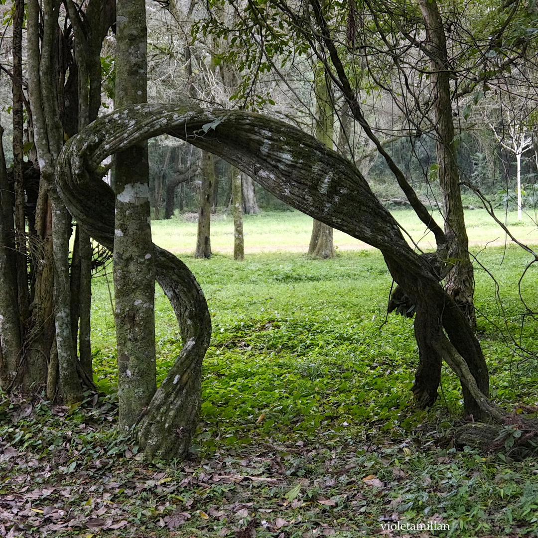 SOBREVIVIR EN LA SELVA