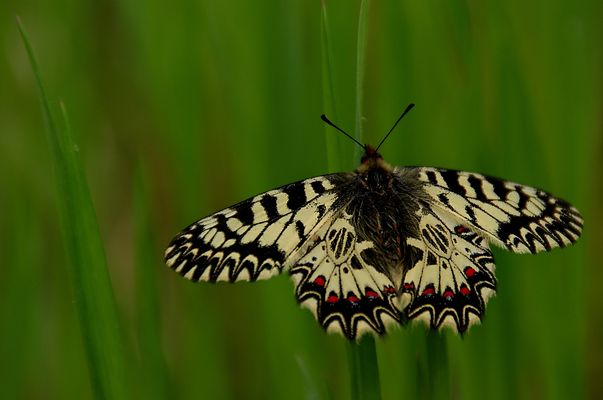 Sobrevolando el verde